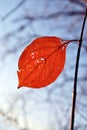 Twig with bright red leaf and bright blue sky Royalty Free Stock Photo