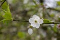 twig with bright white blossom and young green eafs of a cherry plum tree in the farden Royalty Free Stock Photo