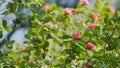 Twig Brunch Among Fresh Green Leaves Camellia With Pink Flower. Love Concept. Royalty Free Stock Photo