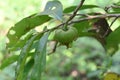 On the twig, a bud of Soursop flower that is still in its infancy is hanging