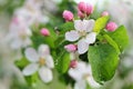 Branch with buds of a blossoming apple tree in raindrops Royalty Free Stock Photo