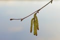 Twig with buds and male hazel catkins, selective focus
