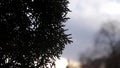 A twig of a Bush hanging in the dark. Autofocus.