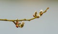 Twig with catkins in the spring Royalty Free Stock Photo