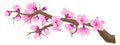 Twig with cherry blossom, sakura flowers on branch