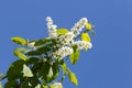 Twig of cherry blossoms against the blue sky