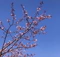 A twig of a cherry tree with flowers against blue sky as a background