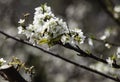 A twig of a cherry tree with white flowers and a bee on a flower close-up against a blue sky Royalty Free Stock Photo