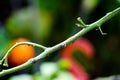 Twig close view in a garden