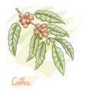Twig of coffea. Watercolor style.