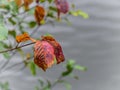 A twig with colorful autumn leaves. Royalty Free Stock Photo