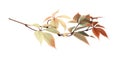 Twig with colorful autumn leaves of wild grape Royalty Free Stock Photo