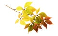 Twig with colorful autumn leaves of wild grape isolated Royalty Free Stock Photo