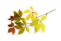 Twig with colorful autumn leaves of wild grape isolated Royalty Free Stock Photo