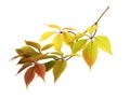 Twig with colorful autumn leaves of wild grape Royalty Free Stock Photo