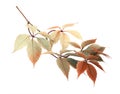 Twig with colorful autumn leaves of wild grape Royalty Free Stock Photo