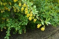Twig of barberry with bright yellow flowers in May