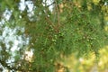 Twig of common juniper with blue berries.The juniper bush closeup Royalty Free Stock Photo