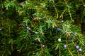 Twig of common juniper with blue berries Royalty Free Stock Photo