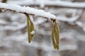 Twig with Corylus avellana flowers in winter Royalty Free Stock Photo