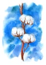 Twig of a cotton flowers on a blue background.