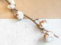 twig of cotton plant on concrete and kraft paper Royalty Free Stock Photo