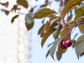 Twig of crab apple tree with ripe fruits and house Royalty Free Stock Photo