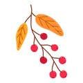 Twig with cranberries and golden leaves Royalty Free Stock Photo