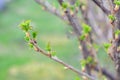 a twig of currant bush with young green leaves in early spring. Royalty Free Stock Photo