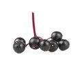 Twig with elderberries on white background. Black elderberry fresh fruit isolated. Sambucus