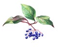 Twig of elderberry sambucus nigra plant with autumn leaves and black berries.