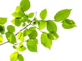 Twig of elm tree with fresh green leaves cutout Royalty Free Stock Photo