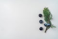 Twig of evergreen juniper with five blue old berries in springtime isolated on white textured paper. Juniperus communis. Copy Royalty Free Stock Photo