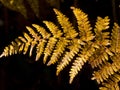 Twig ferns in autum_1 drawn blask Royalty Free Stock Photo