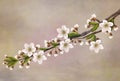 Twig of flowering cherry blossoms for decoration