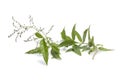 Twig of flowering verveine Royalty Free Stock Photo