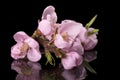 Twig with flowers of blooming flowering peach tree at spring isolated on black background, close up