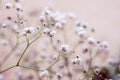 Twig with flowers of Gypsophila paniculate close-up on background