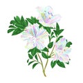 Twig flowers multicolored rhododendrons twig rhododendrons mountain shrub on a white background vintage vector illustration edita Royalty Free Stock Photo