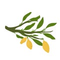 Twig with foliage and lemon isolated on white background. Abstract botanical sketch hand drawn in style doodle Royalty Free Stock Photo