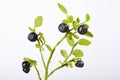 Twig of fresh blueberries on a white background