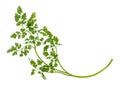Twig of fresh Chervil herb isolated Royalty Free Stock Photo