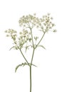 Twig of fresh cow parsley