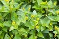 Twig of fresh flowering para cress plant