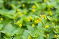 Twig of fresh flowering para cress plant