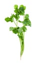 twig of fresh green cilantro isolated on white Royalty Free Stock Photo