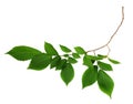 Twig of fresh green elm-tree leaves Royalty Free Stock Photo