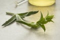 Twig of fresh green ironwort