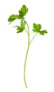 twig of fresh green parsley herb isolated on white Royalty Free Stock Photo