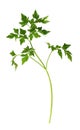 Twig of fresh green parsley leaves Royalty Free Stock Photo
